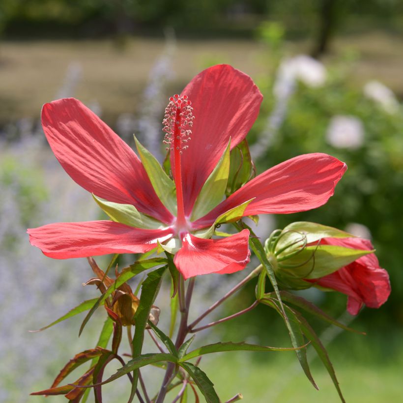 Hibiscus coccineus - Hibisco-escarlate (Floração)