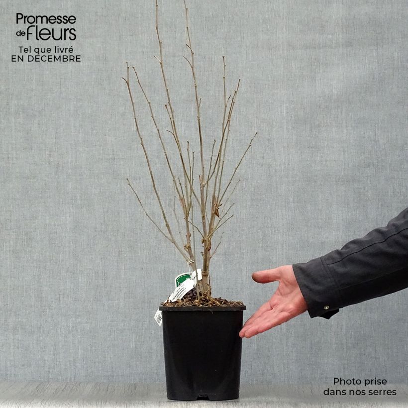 Amostra de Hibiscus syriacus French Cabaret Pastel - Althéa blanc rose double Vaso de 3 L/4 L tal como entregue no inverno