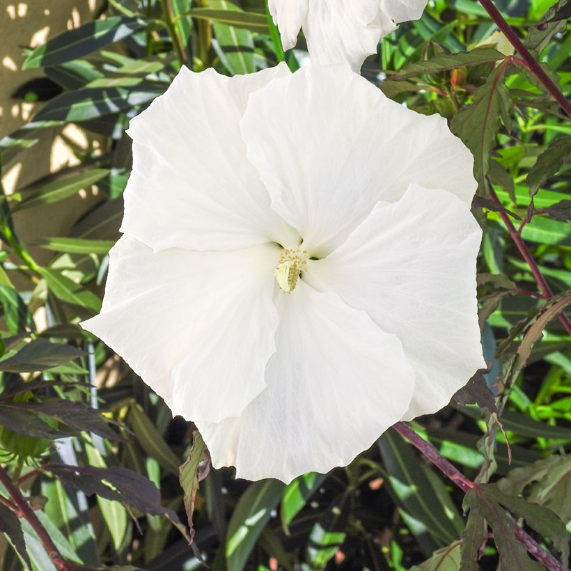 Hibisco-dos-pântanos Carousel Ghost - Hibiscus moscheutos (Floração)