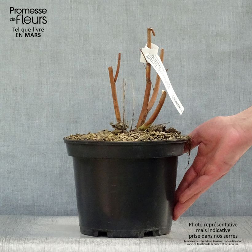 Amostra de Hibisco-dos-pântanos Cherry Cheesecake - Hibiscus moscheutos Vaso de 3 L/4 L tal como entregue na primavera