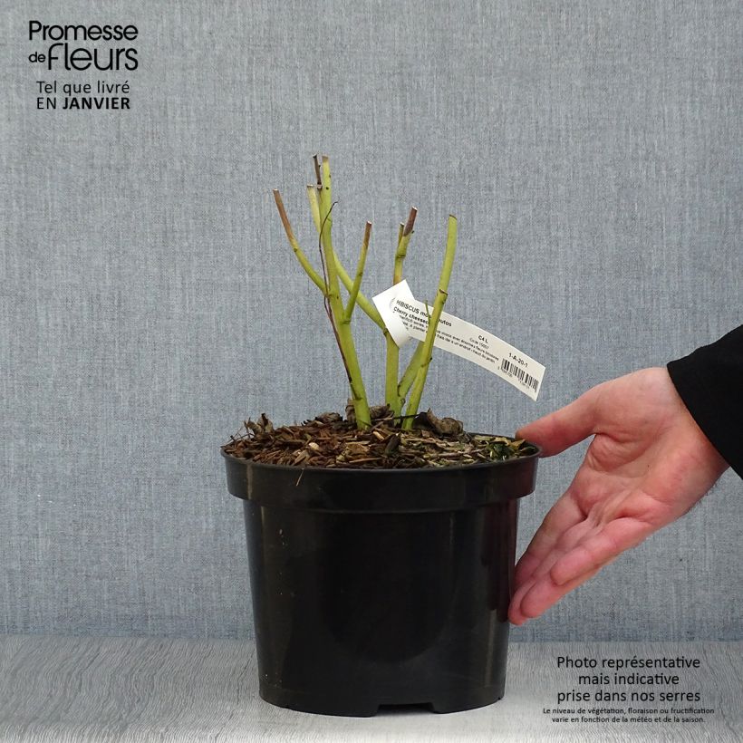 Amostra de Hibiscus moscheutos Cherry Cheesecake - Hibiscus des marais Vaso de 3 L/4 L tal como entregue no inverno