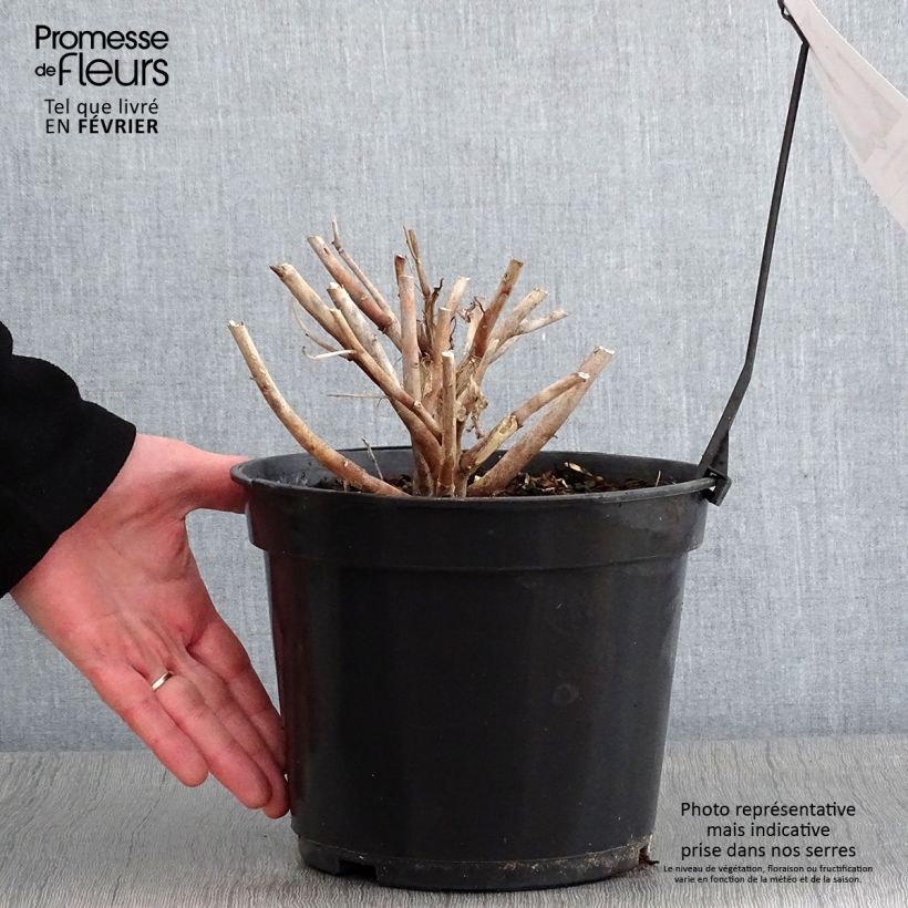 Amostra de Hibiscus moscheutos Fujin - Hibiscus des marais nain Vaso de 4 L/5 L tal como entregue no inverno