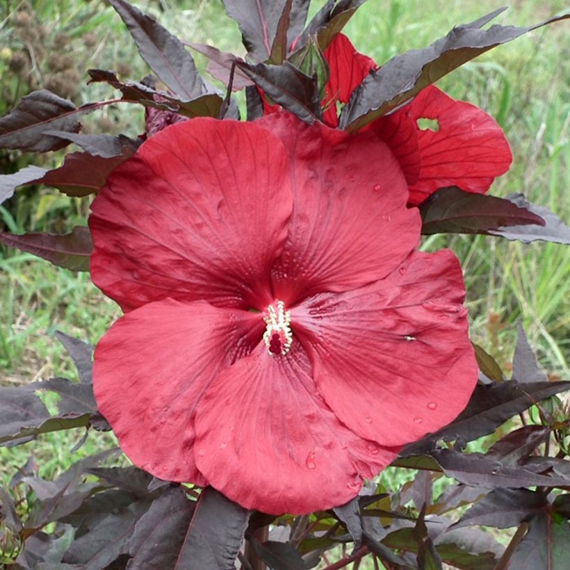 Hibisco-dos-pântanos Carrousel Geant Vermelho - Hibiscus moscheutos (Floração)