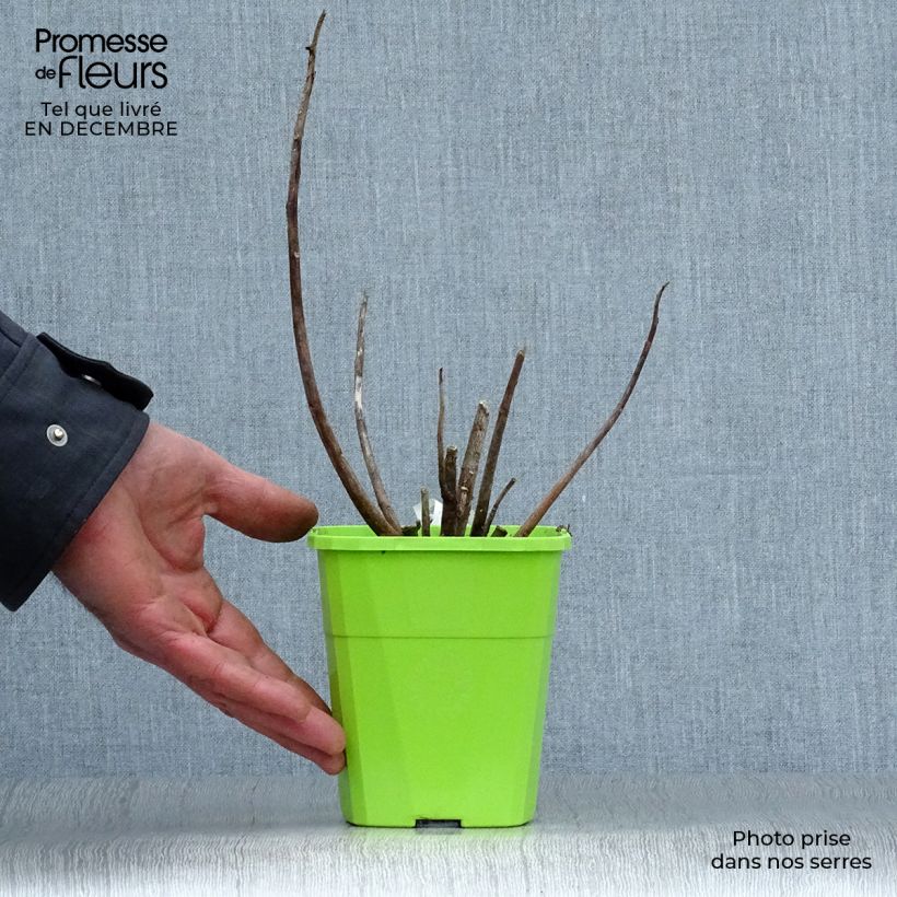 Amostra de Hibiscus moscheutos Joli Coeur - Hibiscus des marais Vaso de 1 L/1,5 L tal como entregue no inverno