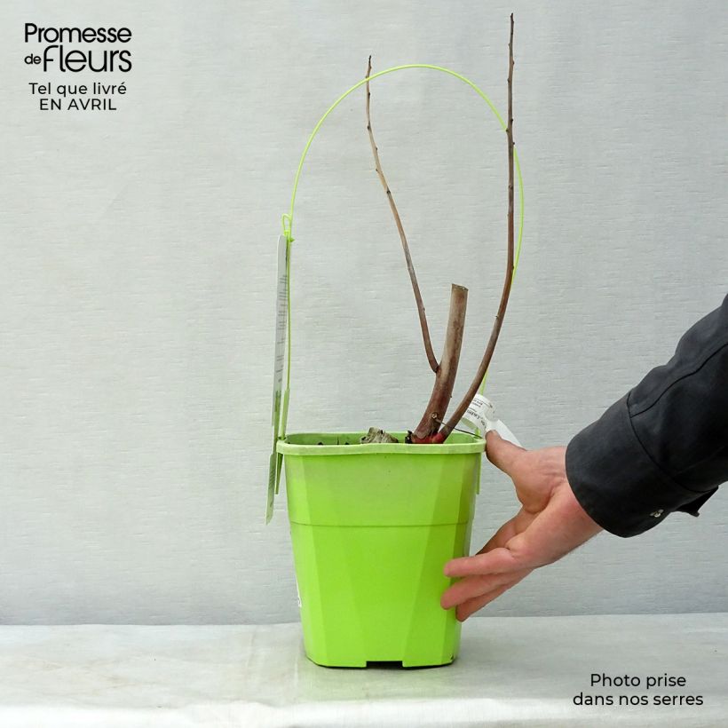 Amostra de Hibisco-dos-pântanos Joli Coeur - Hibiscus moscheutos Vaso de 3 L/4 L tal como entregue na primavera