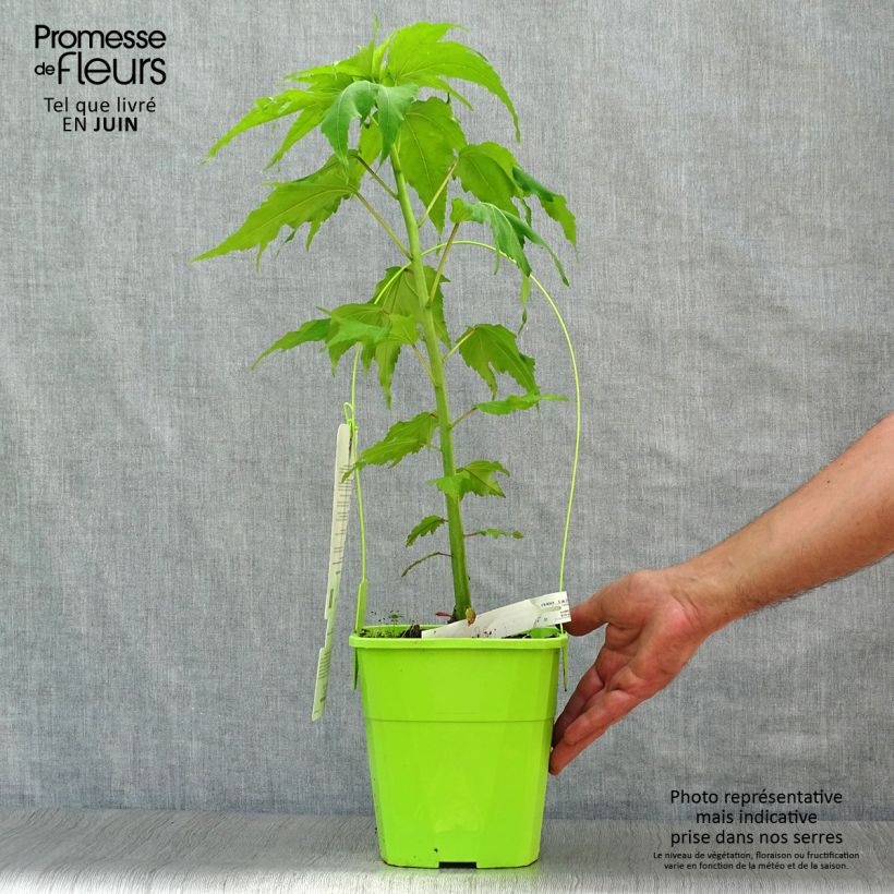 Amostra de Hibisco-dos-pântanos Joli Coeur - Hibiscus moscheutos Vaso de 3 L/4 L tal como entregue no verão