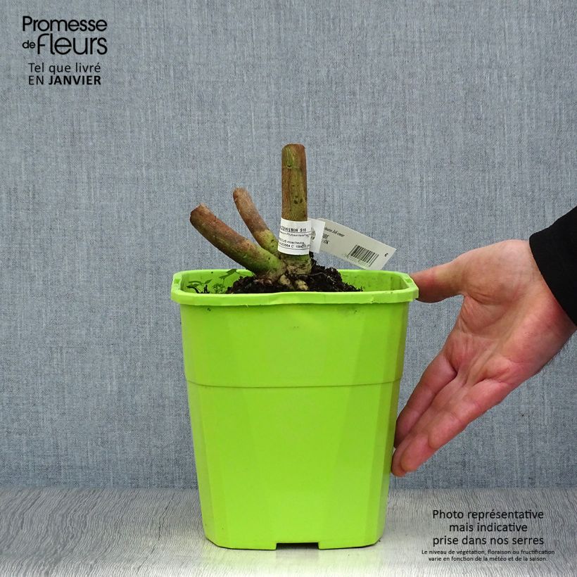 Amostra de Hibiscus moscheutos Joli Coeur - Hibiscus des marais Vaso de 3 L/4 L tal como entregue no inverno