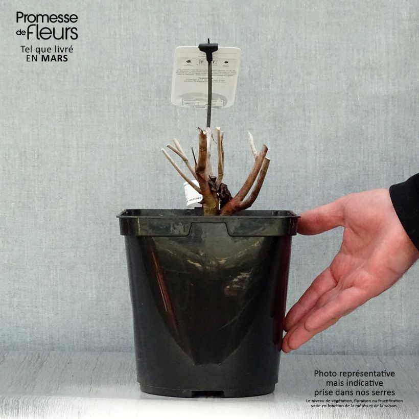 Amostra de Hibisco-dos-pântanos Midnight Marvel - Hibiscus moscheutos Vaso de 3 L/4 L tal como entregue na primavera