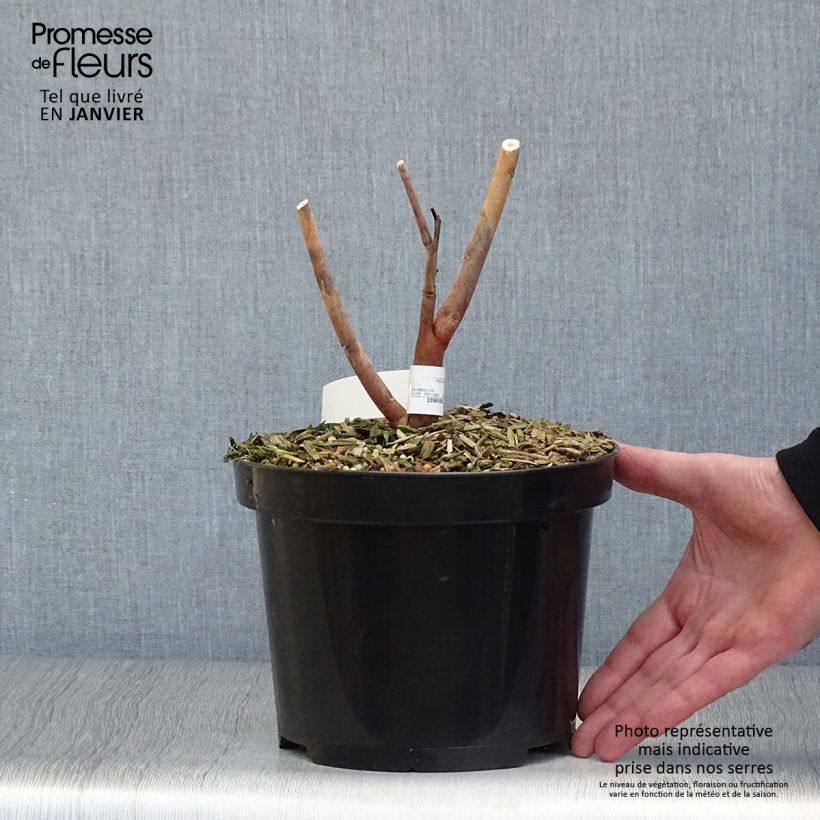 Amostra de Hibiscus moscheutos Midnight Marvel - Hibiscus des marais Vaso de 3 L/4 L tal como entregue no inverno