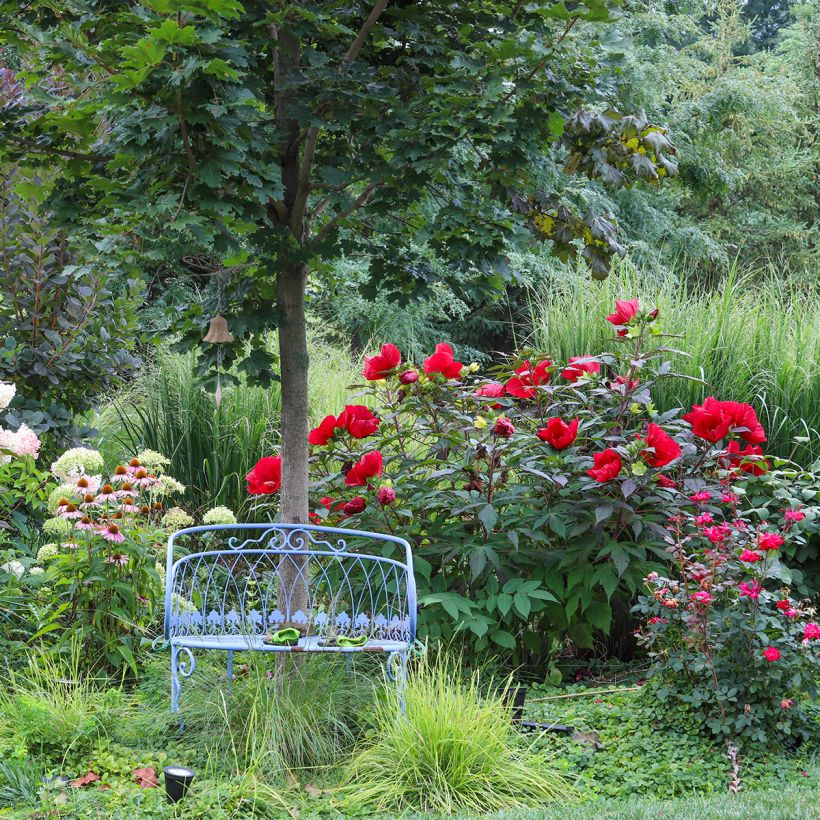 Hibisco-dos-pântanos Midnight Marvel - Hibiscus moscheutos (Hábito)