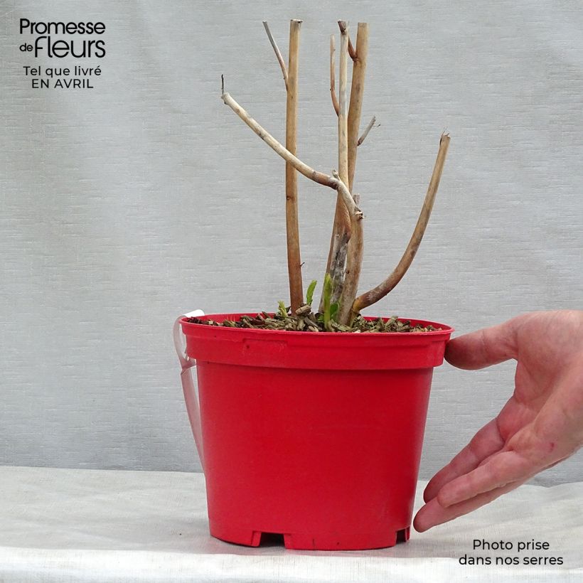 Amostra de Hibisco-dos-pântanos PLANET Griotte - Hibiscus moscheutos Vaso de 3 L/4 L tal como entregue na primavera