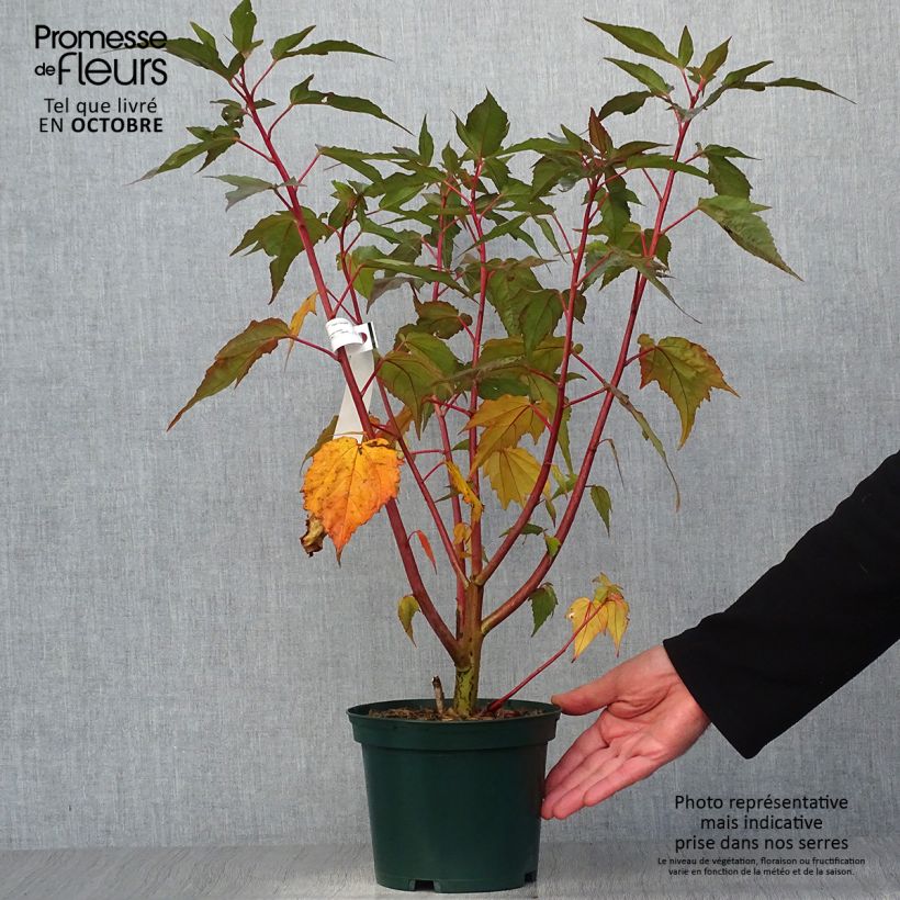 Amostra de Hibisco-dos-pântanos PLANET Griotte - Hibiscus moscheutos Vaso de 3 L/4 L tal como entregue no outono