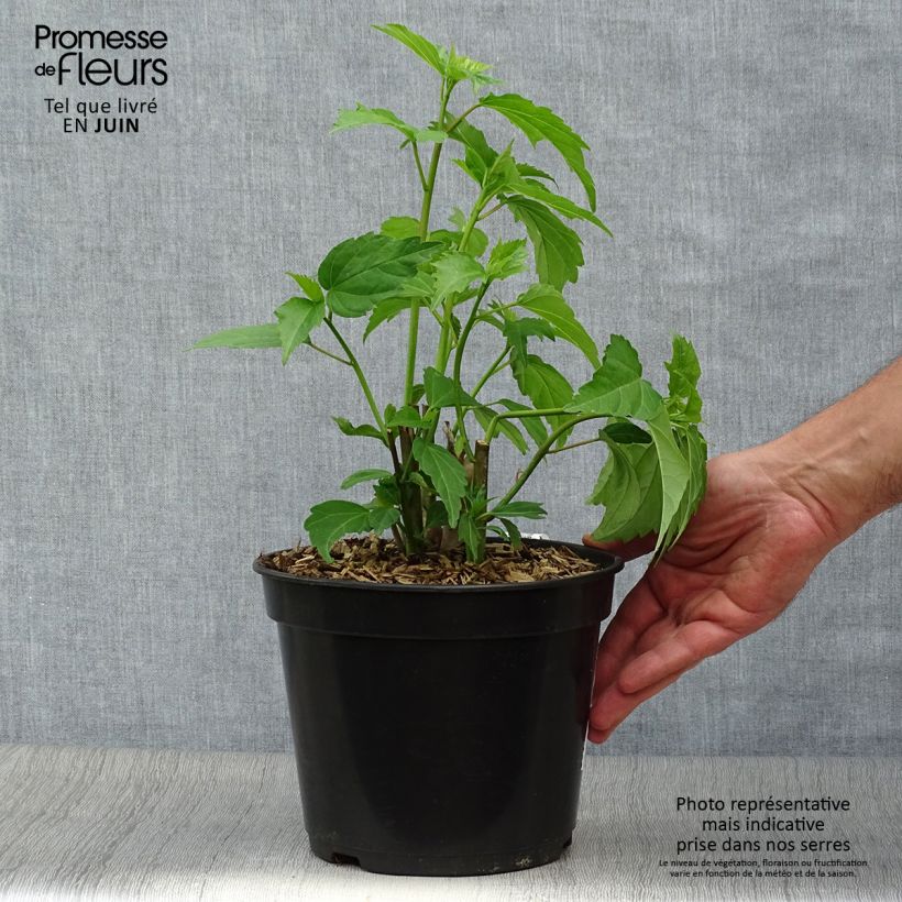 Amostra de Hibisco-dos-pântanos PLANET Griotte - Hibiscus moscheutos Vaso de 3 L/4 L tal como entregue no verão