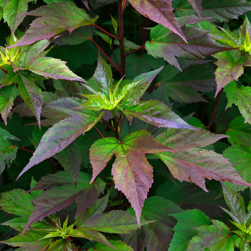 Hibisco-dos-pântanos PLANET Griotte - Hibiscus moscheutos (Folhagem)