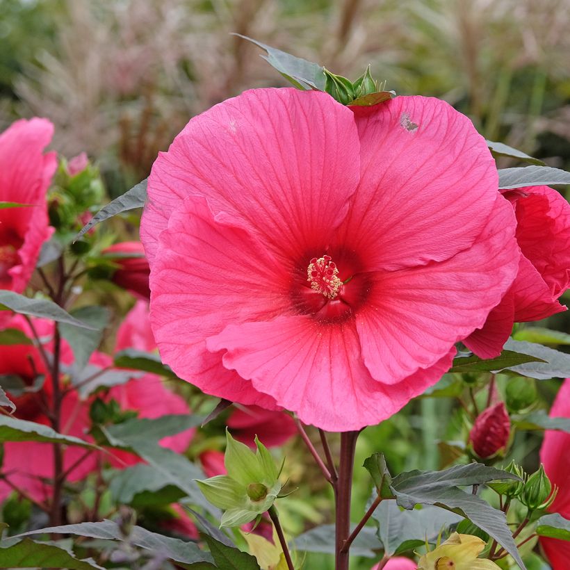 Hibisco-dos-pântanos PLANET Griotte - Hibiscus moscheutos (Floração)