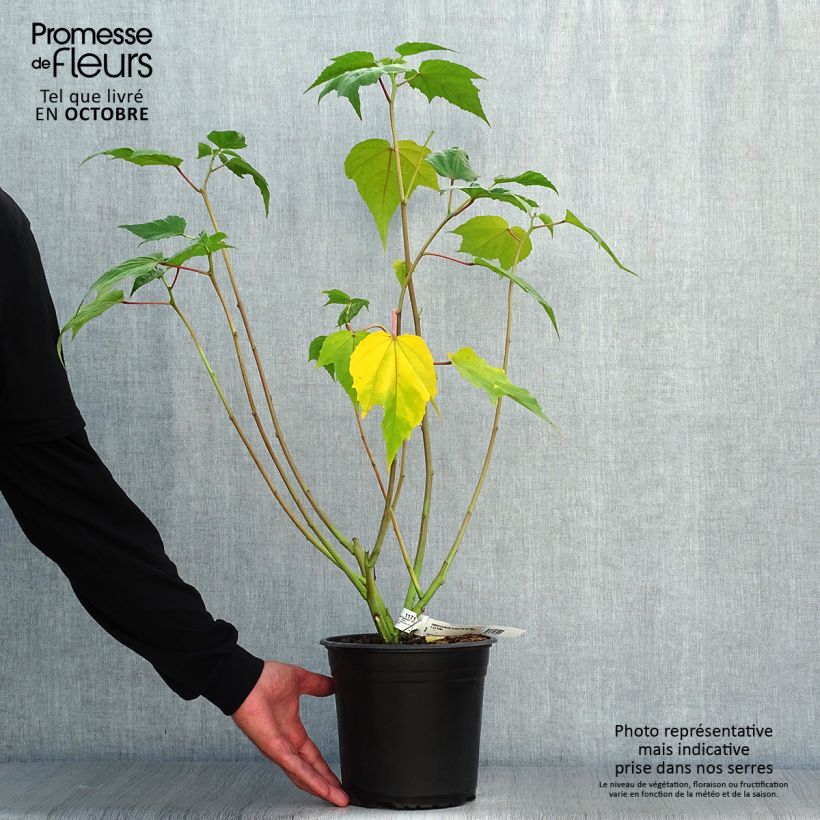 Amostra de Hibisco-dos-pântanos PLANET Solène - Hibiscus moscheutos Vaso de 3 L/4 L tal como entregue no outono