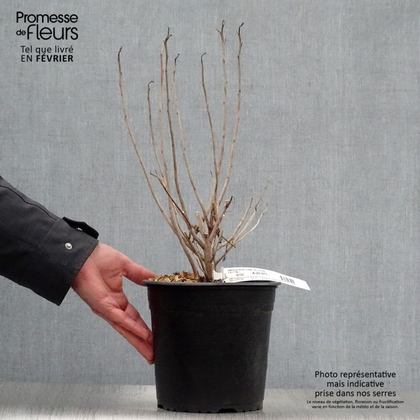 Amostra de Hibiscus moscheutos PLANET Solène - Hibiscus des marais Vaso de 3 L/4 L tal como entregue no inverno