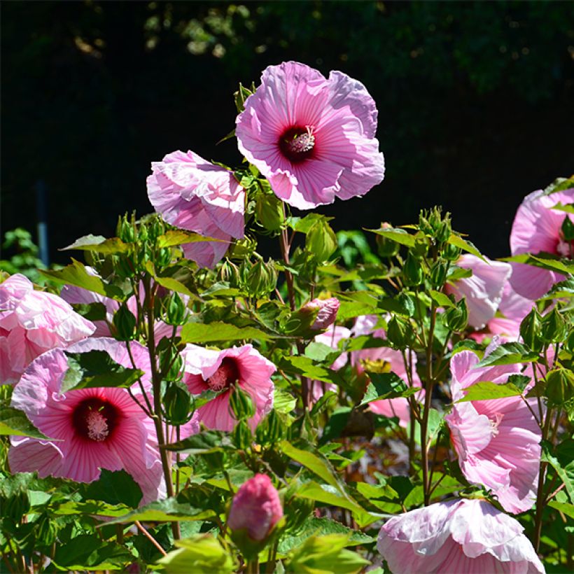 Hibisco-dos-pântanos PLANET Solène - Hibiscus moscheutos (Floração)