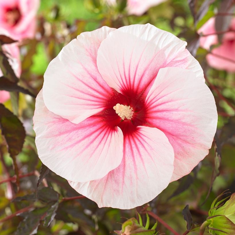 Hibisco-dos-pântanos Pink Candy - Hibiscus moscheutos (Floração)