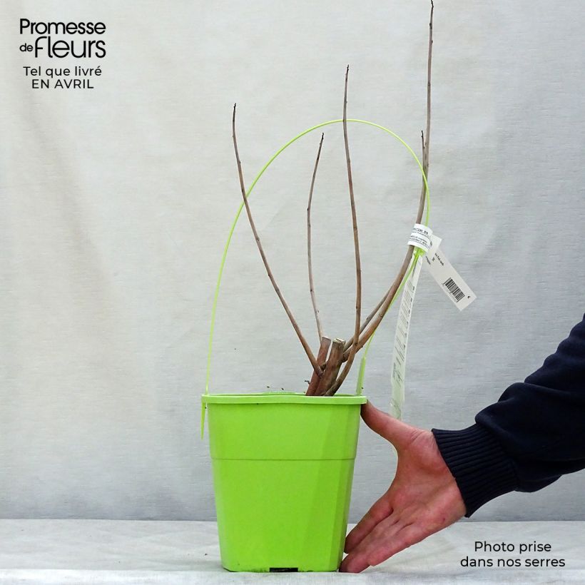 Amostra de Hibisco-dos-pântanos Pink Candy - Hibiscus moscheutos Vaso de 3 L/4 L tal como entregue na primavera