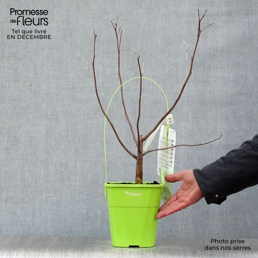 Amostra de Hibiscus moscheutos Pink Candy - Hibiscus des marais Vaso de 3 L/4 L tal como entregue no inverno