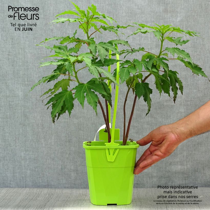 Amostra de Hibisco-dos-pântanos Pink Candy - Hibiscus moscheutos Vaso de 3 L/4 L tal como entregue no verão