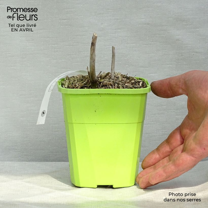 Amostra de Hibiscus moscheutos Pink Candy - Hibiscus des marais Vaso de 1 L/1,5 L tal como entregue na primavera