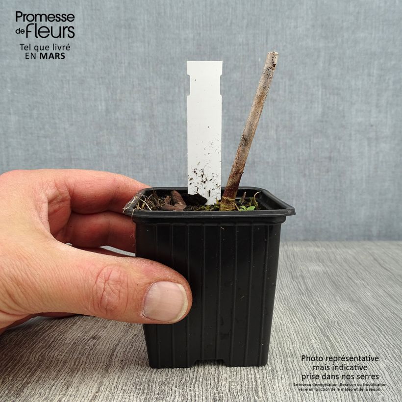 Amostra de Hibisco-dos-pântanos Pink Passion - Hibiscus moscheutos Vaso de 8/9 cm tal como entregue no inverno