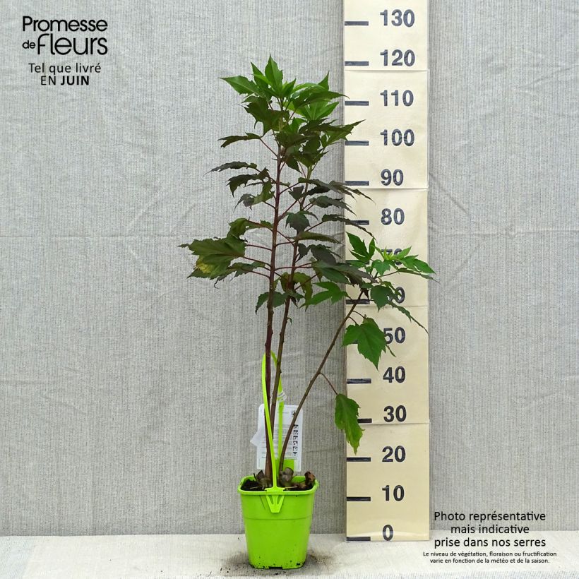 Amostra de Hibisco-dos-pântanos Pink Passion - Hibiscus moscheutos Vaso de 3 L/4 L tal como entregue no verão