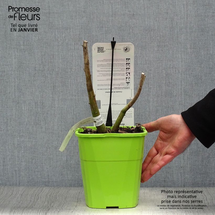 Amostra de Hibisco-dos-pântanos Pink Passion - Hibiscus moscheutos Vaso de 3 L/4 L tal como entregue no inverno