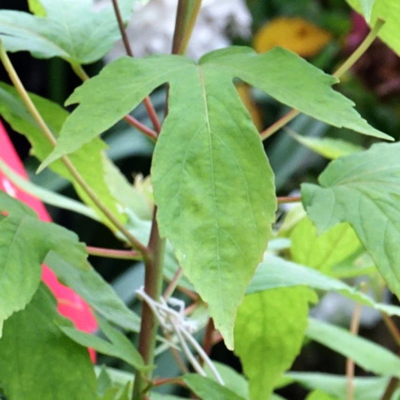 Hibisco-dos-pântanos Raijin - Hibiscus moscheutos (Folhagem)