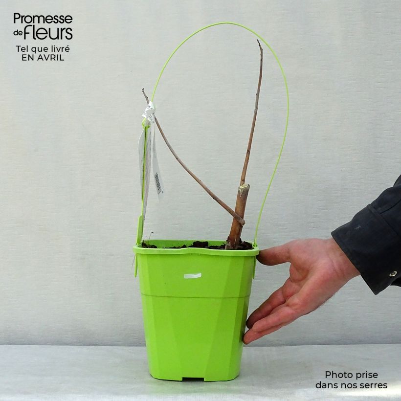 Amostra de Hibisco-dos-pântanos Red Wine - Hibiscus moscheutos Vaso de 4 L/5 L tal como entregue na primavera