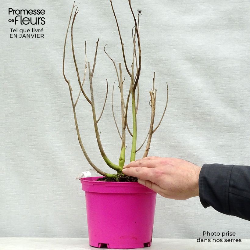 Amostra de Hibiscus moscheutos Rose - Hibiscus des marais Vaso de 2 L/3 L tal como entregue no inverno