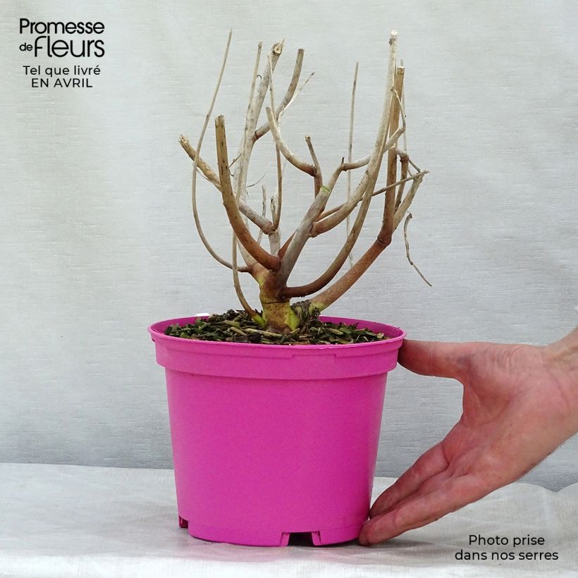 Amostra de Hibisco-dos-pântanos Rose - Hibiscus moscheutos Vaso de 2 L/3 L tal como entregue na primavera