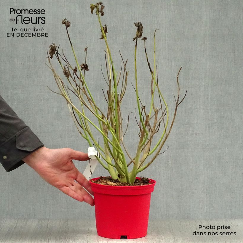 Amostra de Hibisco-dos-pântanos Vermelho - Hibiscus moscheutos Vaso de 2 L/3 L tal como entregue no inverno