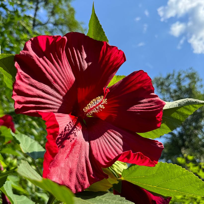 Hibisco-dos-pântanos Vermelho - Hibiscus moscheutos (Floração)