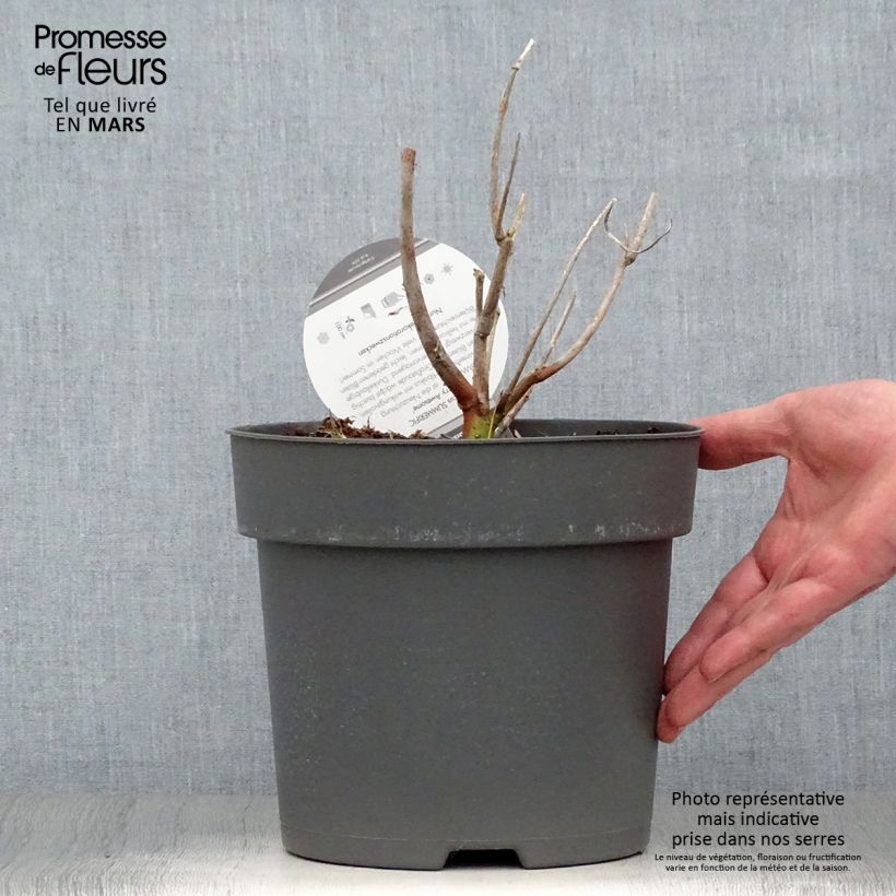 Amostra de Hibisco-dos-pântanos Summerific Berry Awesome - Hibiscus moscheutos Vaso de 3 L/4 L tal como entregue na primavera