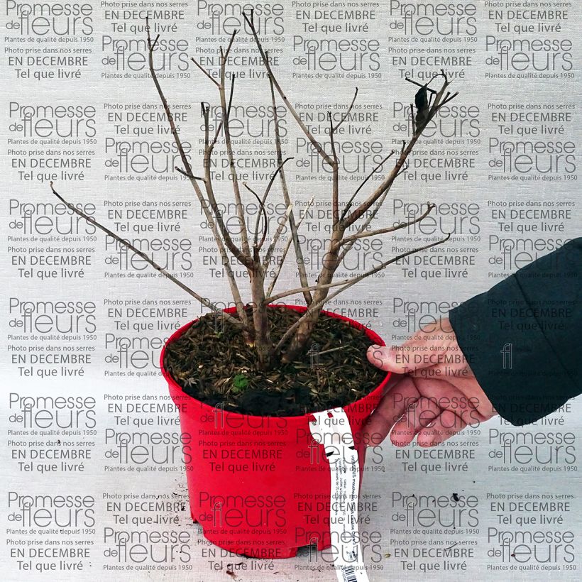 Exemplo de amostra de Hibiscus moscheutos Sweet Caroline - Hibiscus des marais Vaso de 2 L/3 L tal como entregue