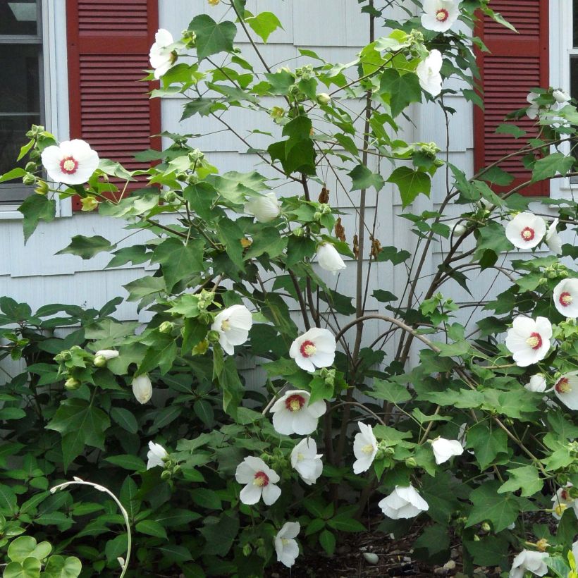 Hibiscus paramutabilis (Floração)