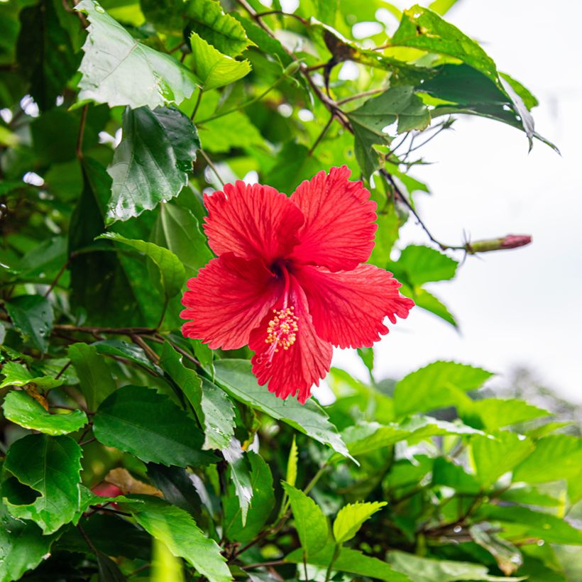 Hibiscus rosa-sinensis - Hibisco-da-china (Floração)