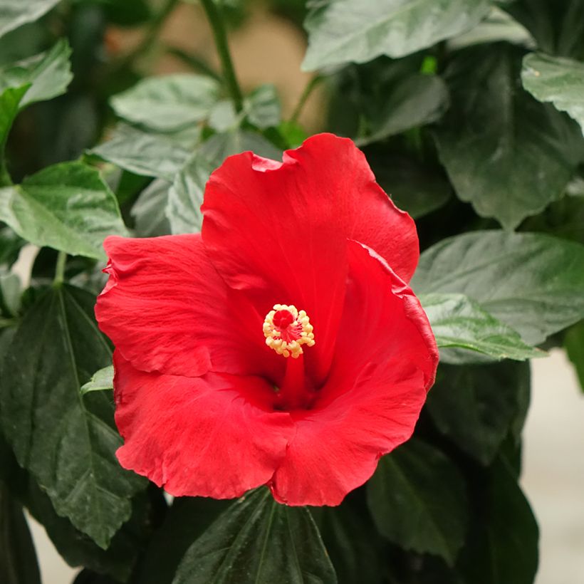Hibiscus rosa-chinensis Sunny Cities Premiere Red - Hibisco-da-china (Floração)