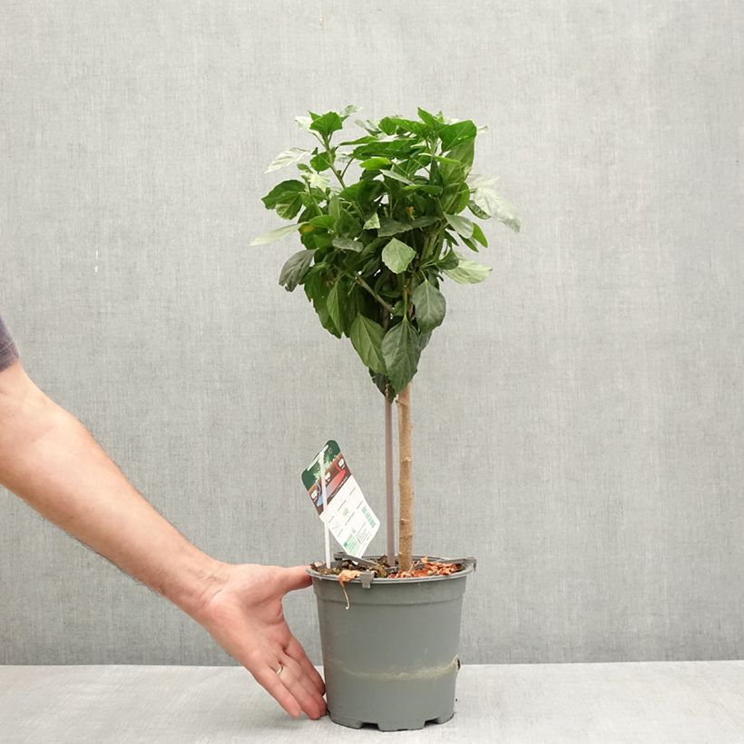 Amostra de Hibiscus Sunny Cities Premiere Red Pot de 2L/3L tal como entregue na primavera