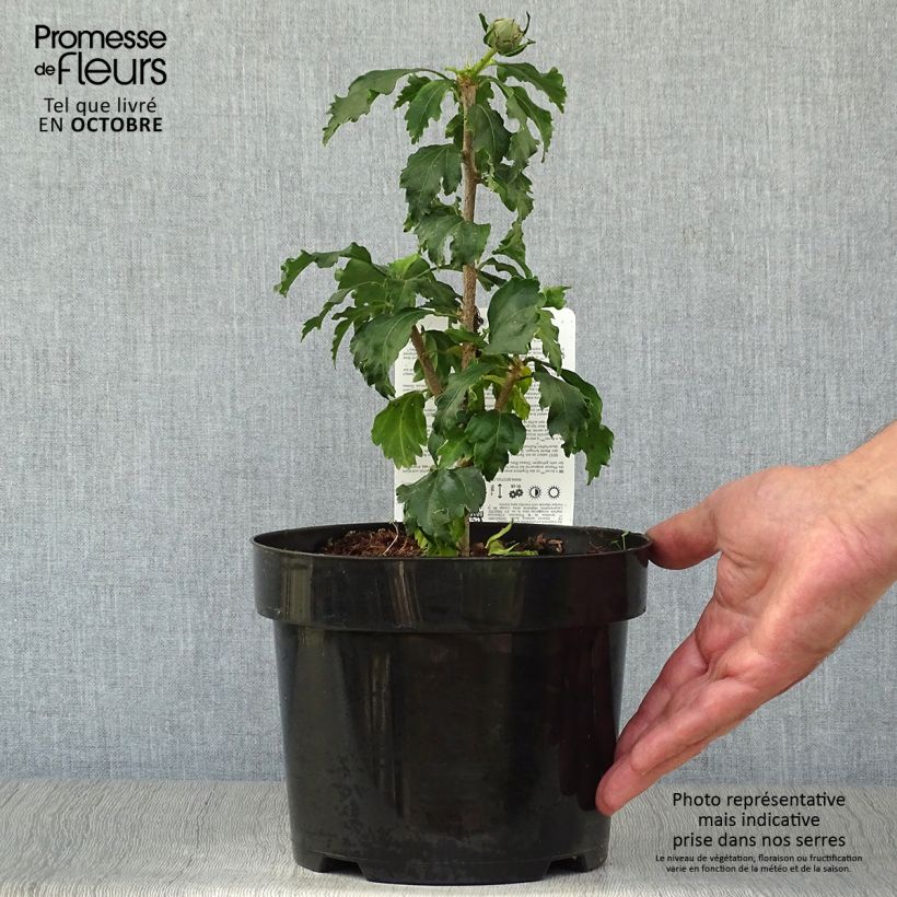 Amostra de Hibiscus syriacus Azurii - Althéa Vaso de 2 L/3 L tal como entregue no outono