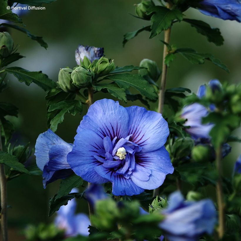 Hibisco-da-síria Beautifull Cobalt - Hibiscus syriacus (Floração)