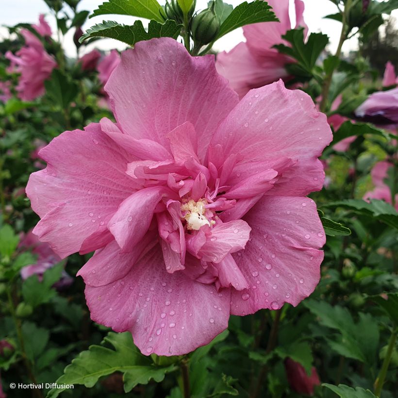 Hibisco-da-síria Beautifull Magenta - Hibiscus syriacus (Floração)