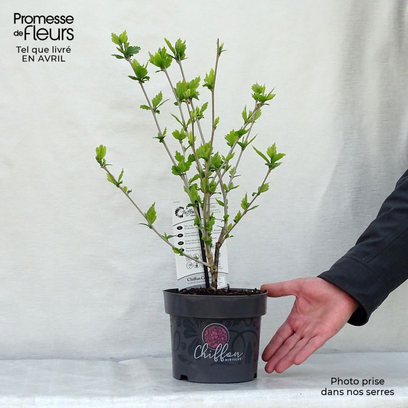 Amostra de Hibisco-da-síria Blue Chiffon - Hibiscus syriacus Vaso de 2 L/3 L tal como entregue na primavera