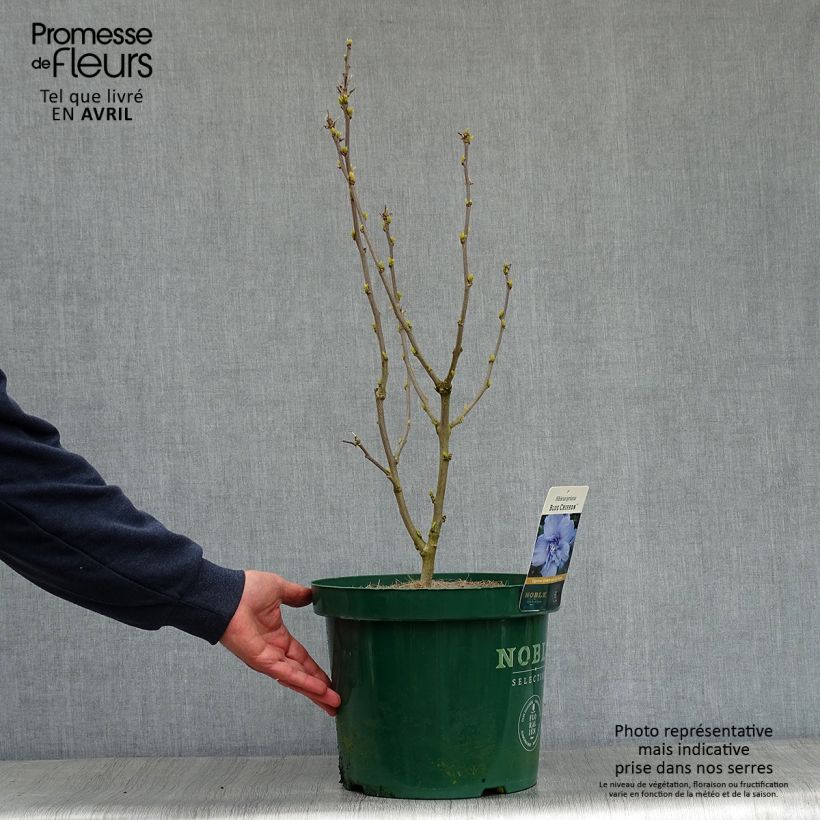 Amostra de Hibisco-da-síria Blue Chiffon - Hibiscus syriacus Vaso de 6 L/7 L tal como entregue na primavera