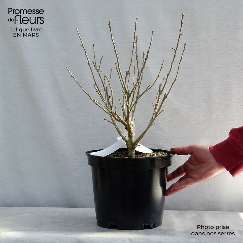 Amostra de Hibiscus syriacus Blue Chiffon - Althea bleu double Vaso de 6 L/7 L tal como entregue no inverno