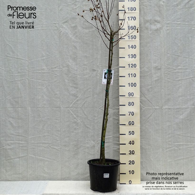 Amostra de Hibiscus syriacus China Chiffon - Althéa blanc Vaso de 12 L/15 L tal como entregue no inverno