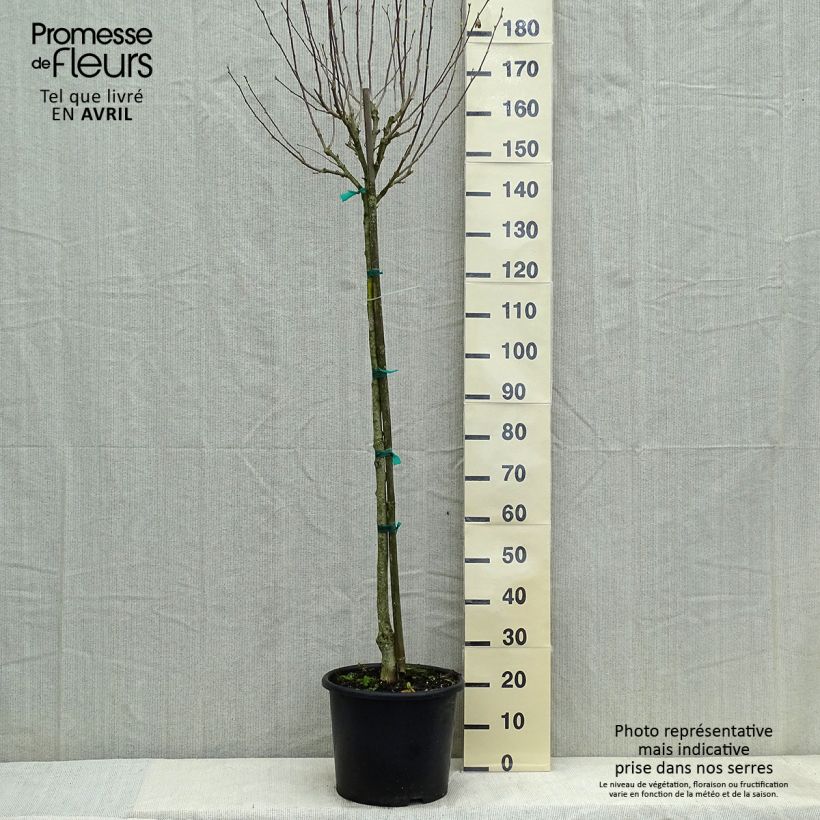 Amostra de Hibisco-da-síria China Chiffon - Hibiscus syriacus Vaso de 12 L/15 L, Meia haste tal como entregue na primavera